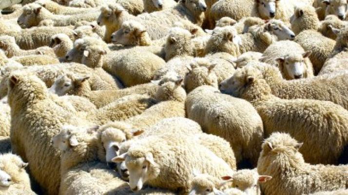 Se plimba pe păşune cu 84 de oi furate
